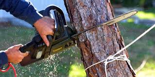 Best Tree Cabling and Bracing  in Lyman, MS