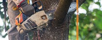 Best Fruit Tree Pruning  in Lyman, MS