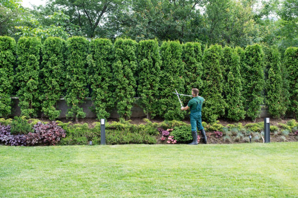 Best Hedge Trimming  in Lyman, MS